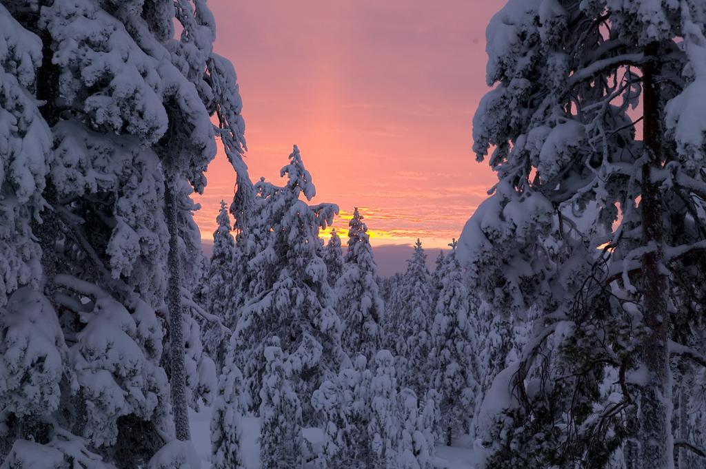 Arctic Treehouse Hotel Rovaniemi Buitenkant foto